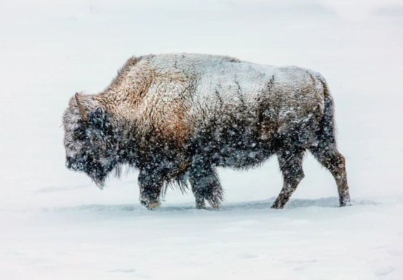 bison in snow photo
