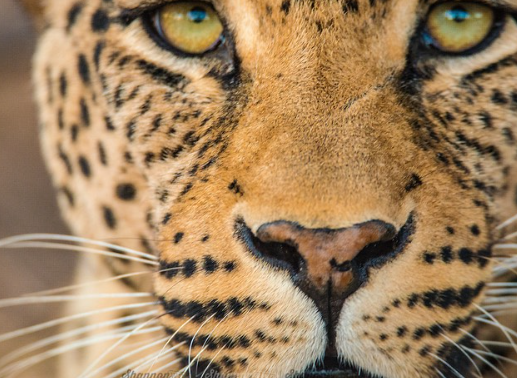 professional animal photography