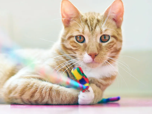 professional cat photographer
