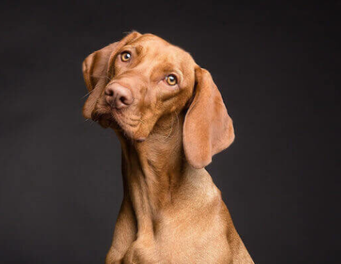 professional pet photography near me