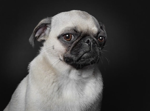 professional pet photos