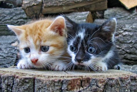 stock animal photos