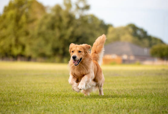 stock dog photos