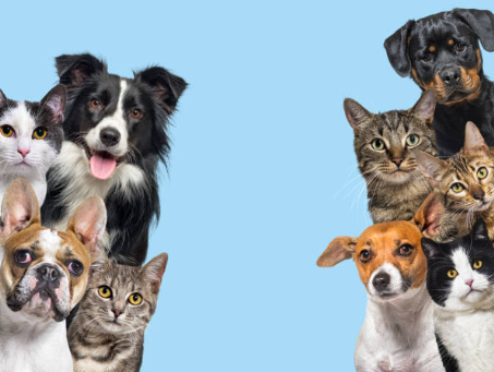 stock photos pets