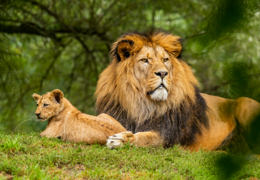 wild animals photos