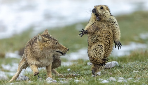 wildlife photo of the year