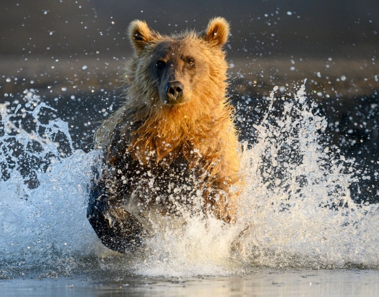 wildlife photos wanted