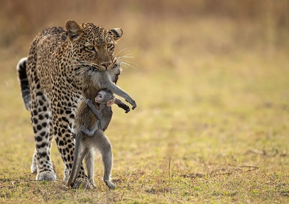 best wildlife photos