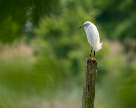 wildlife photography days near me