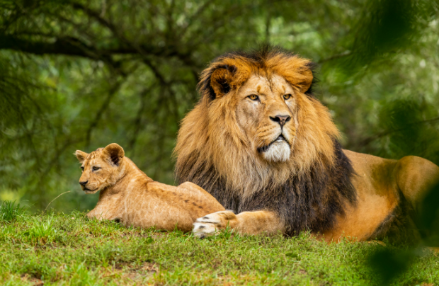 wildlife photography