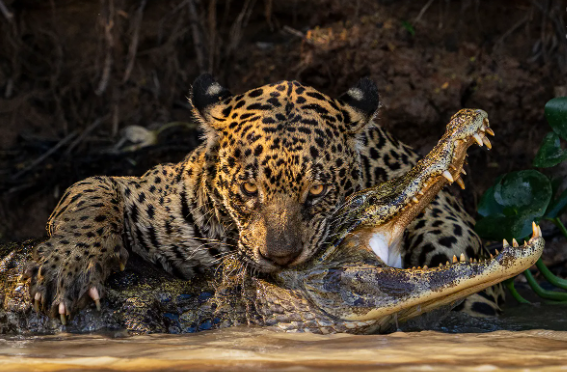 wildlife photos