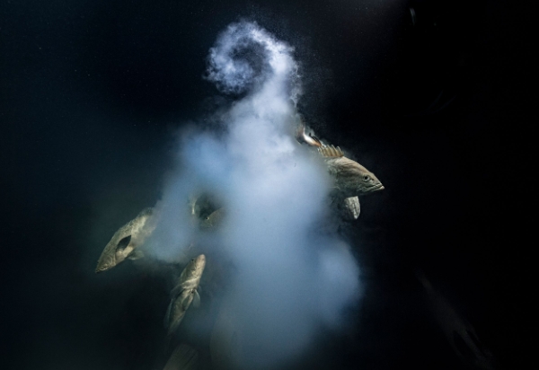 2021 wildlife photographer of the year