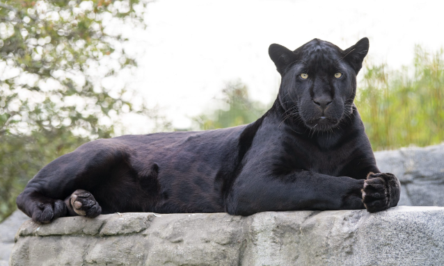 3. The Big Cat Sanctuary