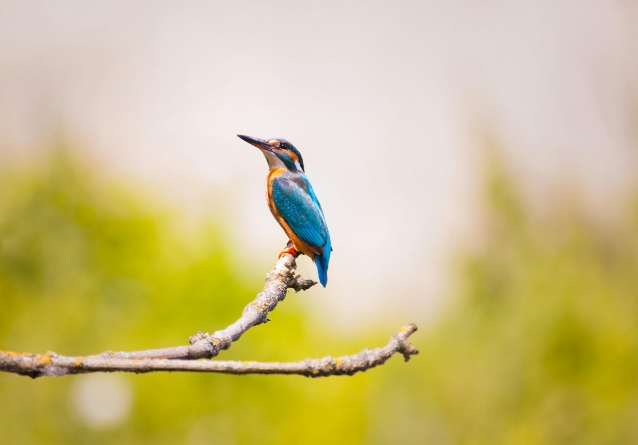 4k animal photography