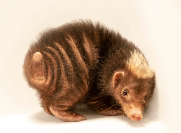 60 minutes photographer of animals