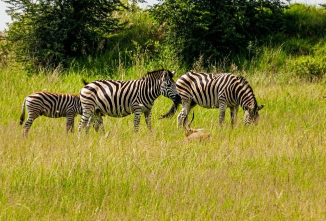 60 minutes photographer of animals