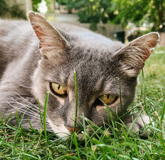 60 minutes photographer of animals