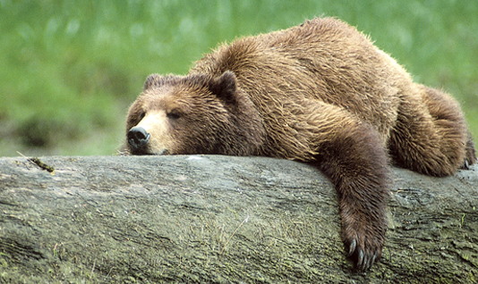 A Call to Action for Conservation