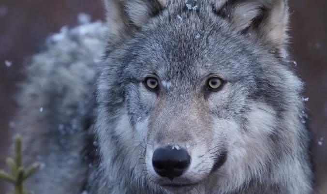 A Glimpse into the World of Wolves