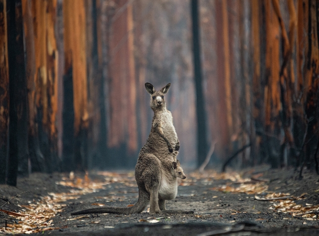 A Platform for Conservation