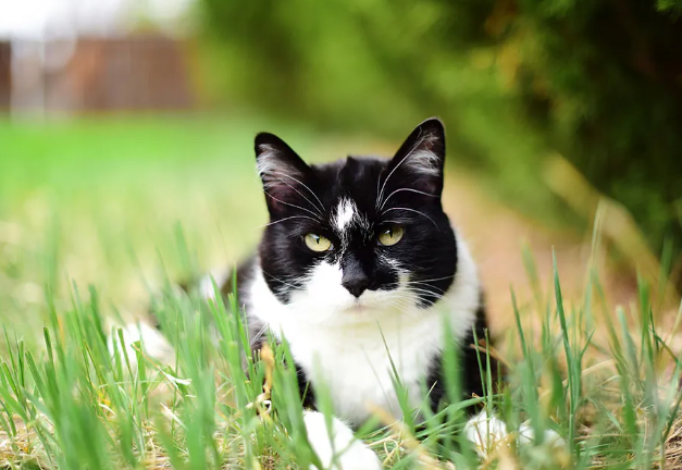 Benefits of Professional Cat Photography