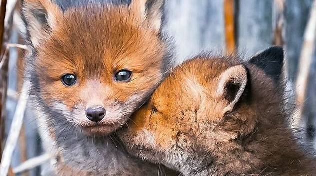 Captivating Capture
