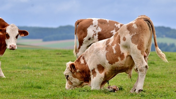 Capture their movement