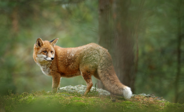 Capturing Nature's Beauty