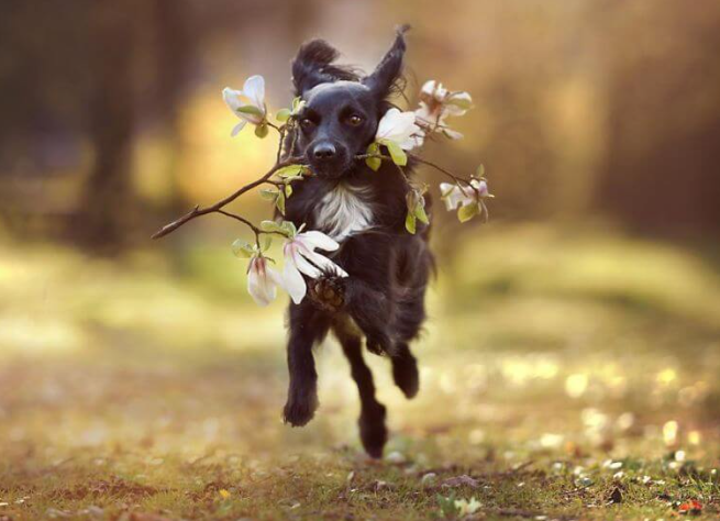 Capturing the Essence of Dogs