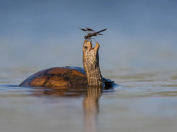 Capturing the Wild