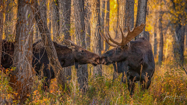 Capturing the beauty of wildlife