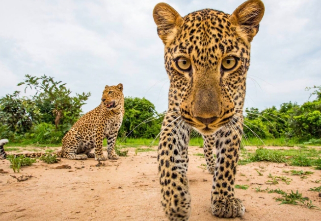 Celebrating Nature's Beauty