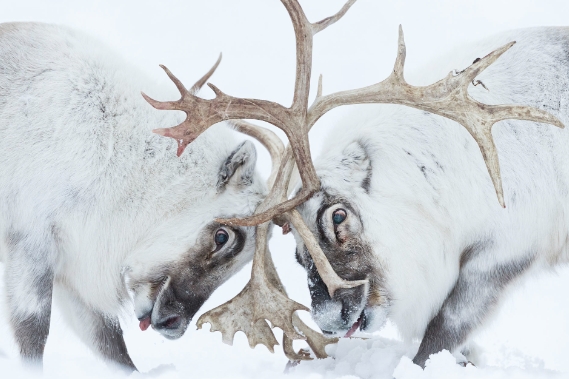 Celebrating Wildlife Through Photography