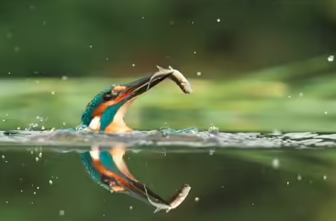 Chasing the Perfect Shot