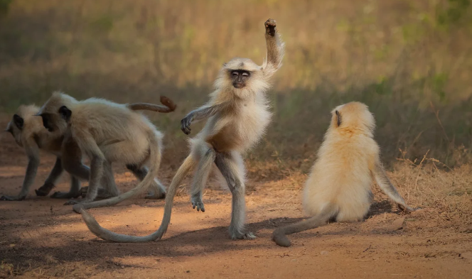 Cheeky Monkeys