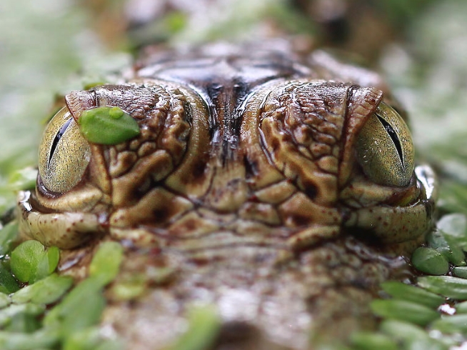 Close-Up Shots