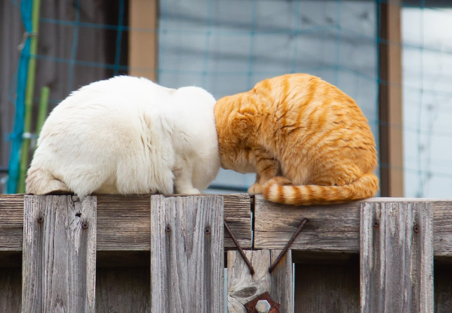 Clumsy Cats
