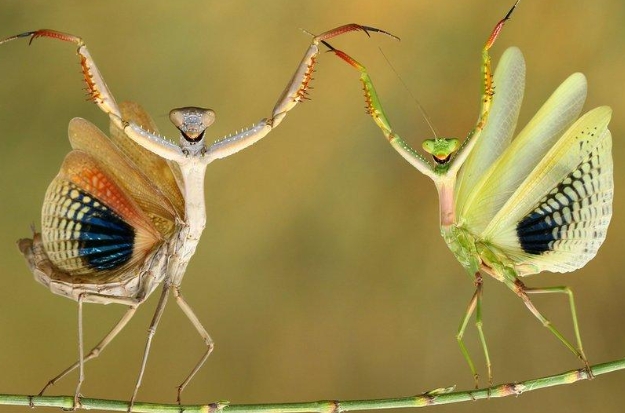 Comedic Poses