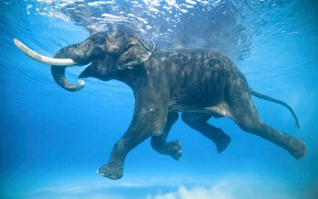Conservation Advocates