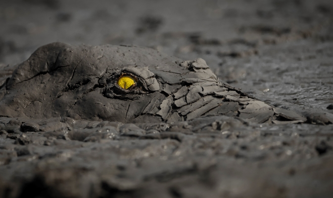 Crocodile in the Wild