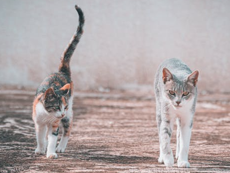 Curious Kitties Exploring