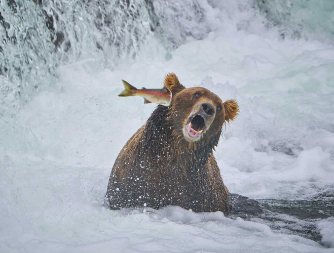 Cute and Comical Creatures