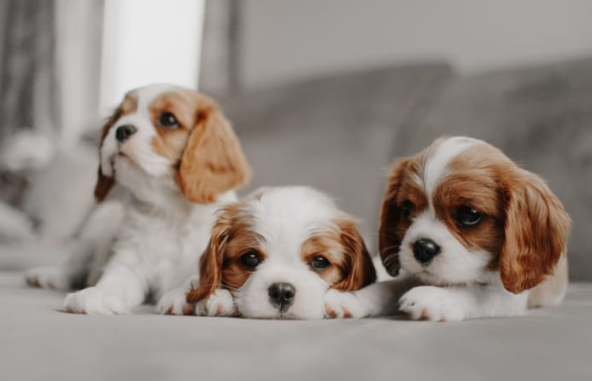Cute and Cuddly Companions