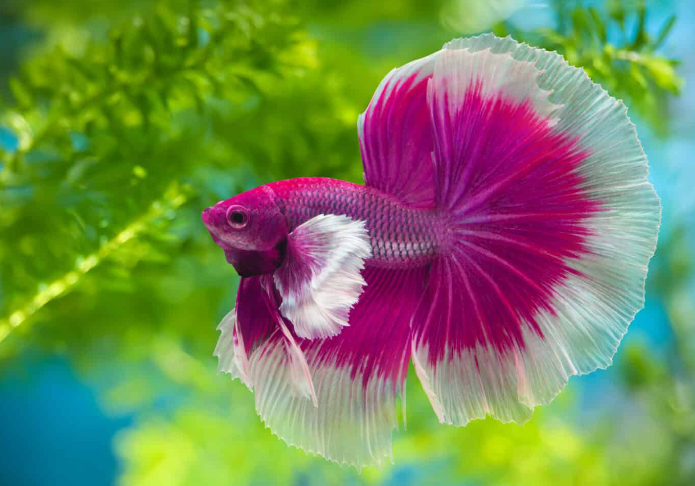 Enhance your designs with vibrant colors