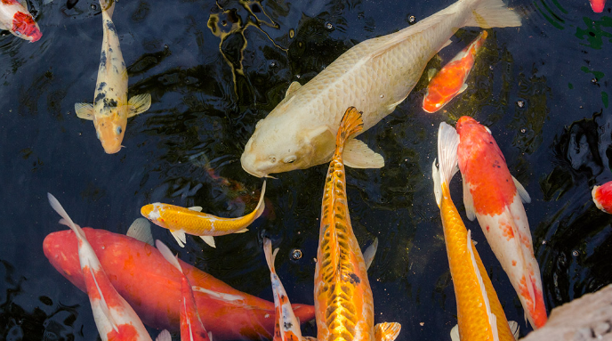 Explore a wide variety of species
