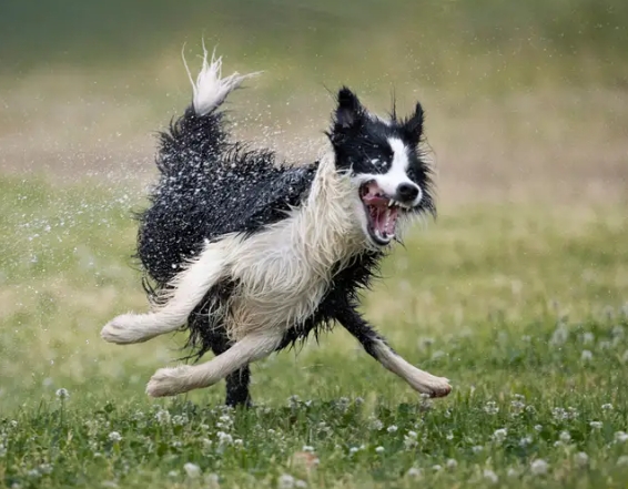 Funny and Playful Pets