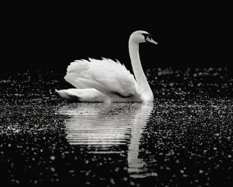 Graceful Swan in Motion