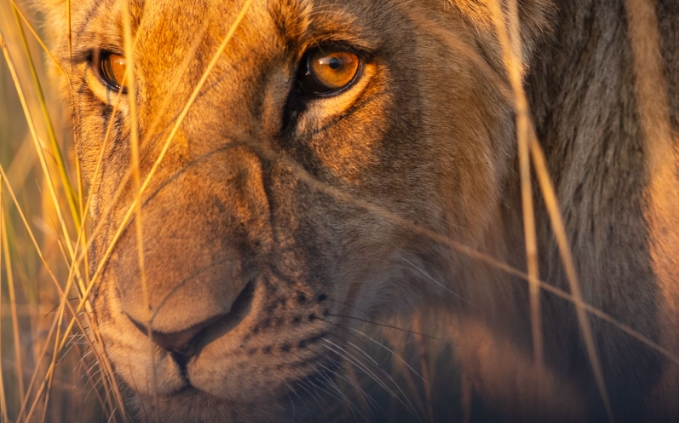 Immerse Yourself in the Beauty of Wildlife