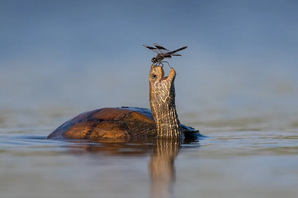 Inside the World of Renowned Animal Photographers