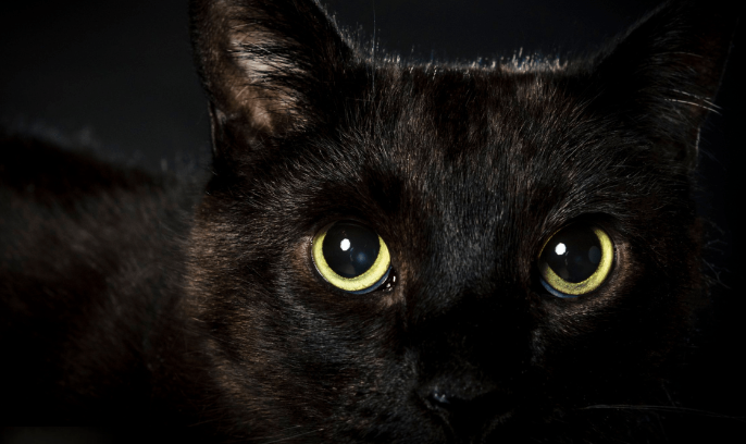 Invest in Capturing Feline Beauty